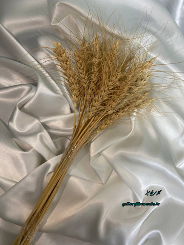 دسته گل گندم خشک محصولی از دل روستا